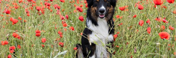 Maki, Łąka, Border collie