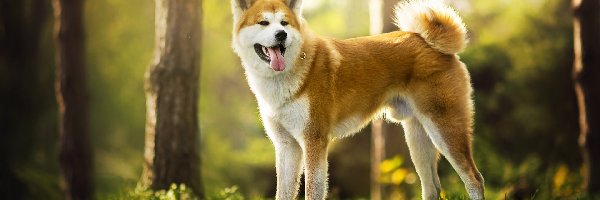 Las, Akita inu