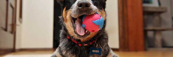 Australian Cattle Dog, Australijski pies pasterski