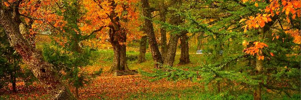 Park, Drzewa, Ławka, Jesień