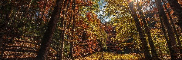 Jesień, Las, Drzewa, Promienie słońca, Park Narodowy Biogradska Gora, Czarnogóra
