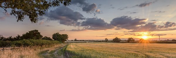 Chmury, Pola, Drzewa, Droga, Wschód słońca, Trawa, Gałęzie