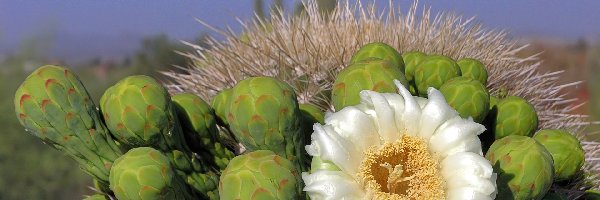 Kaktusa, Kwiat, Biały