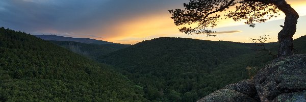 Las, Szczyt Brocken, Park Narodowy Harzu, Saksonia, Niemcy, Wschód słońca, Skały, Góry Harz, Drzewo