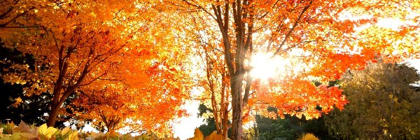 Drzewo, Przebijające światło, Liście, Jesień