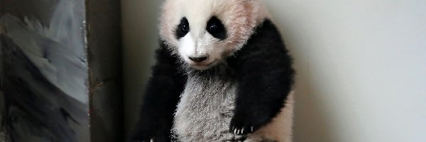 Ściana, Panda