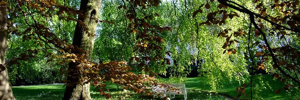 Ławka, Alejka, Park