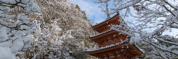Zima, Drzewa, Świątynia, Japonia, Kyoto