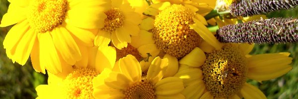 Chryzantemy, Kwiaty, Żółte