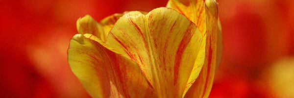 Tulipan, Tło, Czerwone, Żółty