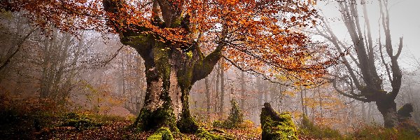 Jesień, Hiszpania, Park Narodowy Gorbea, Mgła, Drzewa