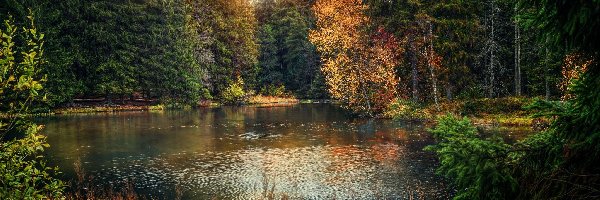 Jesień, Jezioro Étang de la Gruère, Las, Drzewa, Kanton Jura, Szwajcaria