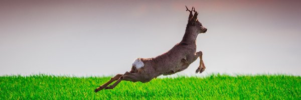 Galop, Trawa, Jeleń