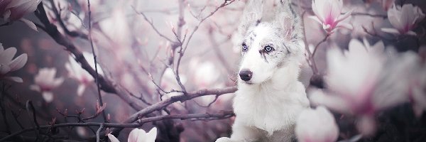 Magnolia, Border collie