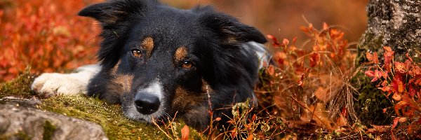 Pies, Mordka, Border collie, Rośliny, Kamień