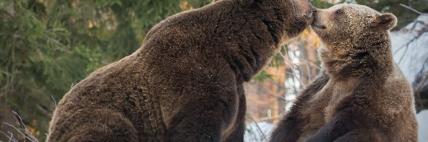 Całus, Niedźwiedzie brunatne, Dwa