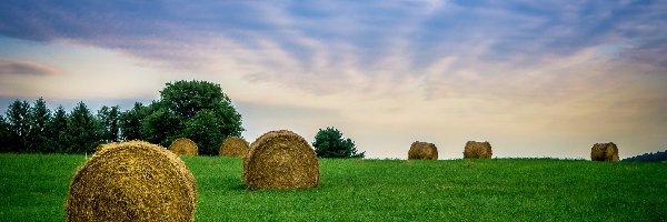 Snopki, Trawa, Zboża, Pole