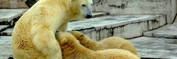 Zoo, Niedźwiadki, Niedźwiedzica