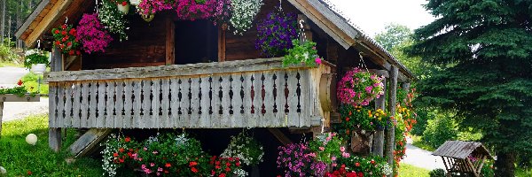 Domek, Kwiaty, Weranda, Drewniany