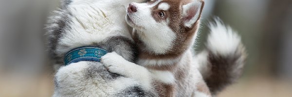 Zabawa, Siberian Husky, Psy