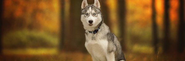 Siberian husky, Polana, Leśna, Pies