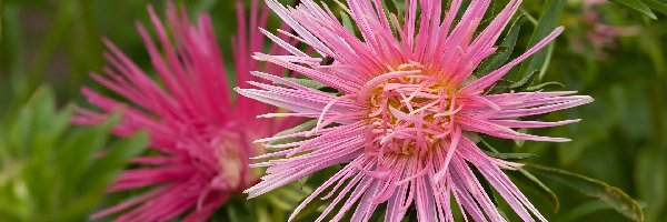 Różowy, Kwiat, Aster