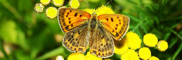 Motyl, Czerwończyk żarek, Modraszek, Owad
