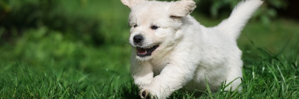 Trawa, Golden retriever, Szczeniak