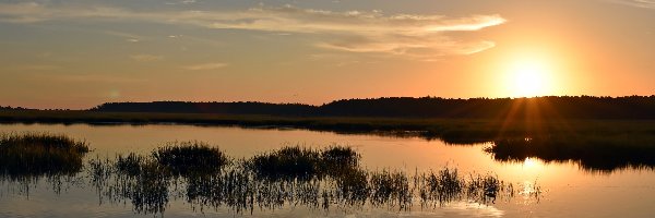 Jezioro, Trawy, Ptaki, Wschód słońca