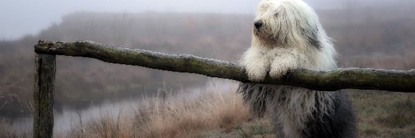 Ogrodzenie, Mgła, Polana, Bobtail, Owczarek staroangielski