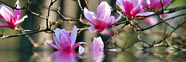 Woda, Magnolia, Różowa