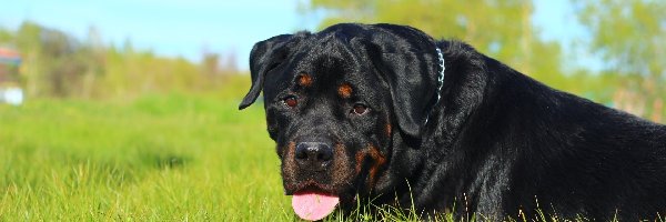 Trawa, Rottweiler