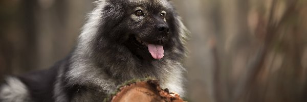 Pień, Szpic eurasier