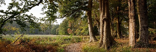 Jesień, Prowincja Holandia Północna, Trawa, Paprocie, Wieś s-Graveland, Droga, Drzewa, Holandia