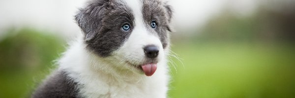 Border collie, Szczeniak, Słodki