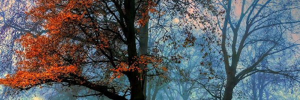 Drzewa, Mgła, Park