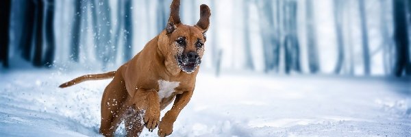 Rhodesian ridgeback, Śnieg, Zima, Pies