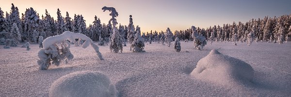 Drzewa, Las, Śnieg, Zima