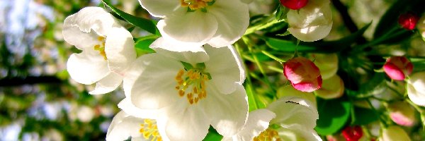 Kwiaty, Jabłoń, Drzewo Owocowe, Wiosna