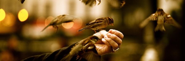 Ptaki, Ręka, Wróble, Karmienie, Dłoń