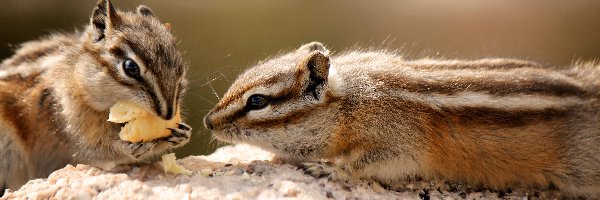 Chipmunk, Skała