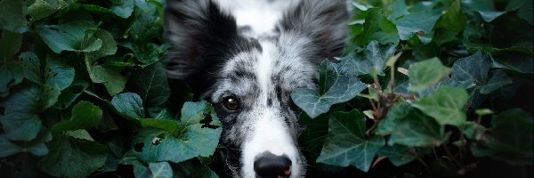 Bluszcz, Mordka, Roślina, Listki, Border collie, Pies