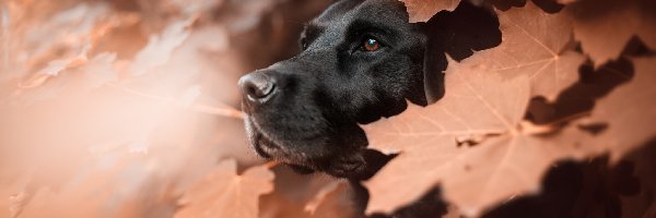 Liście, Pies. Labrador retriever