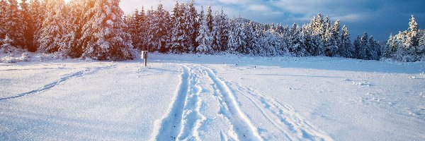 Śnieg, Wschód słońca, Las, Zima