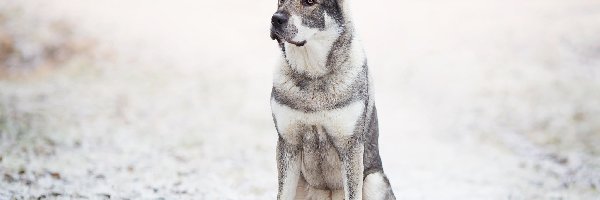 Rozmyte, Liście, Śnieg, Tło, Szwedzki elkhund, Pies