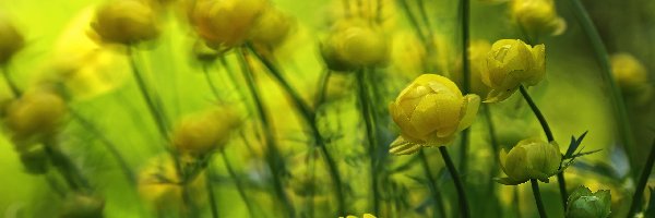Kwiaty, Żółte, Pełnik Europejski