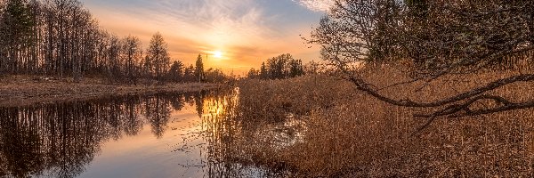 Odbicie, Trawa, Szuwary, Drzewa, Rzeka, Wschód słońca, Chmury