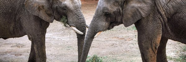 Poznańskie ZOO, Dwa, Słonie