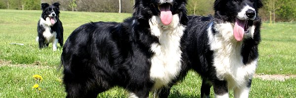 Border Collie, Psy, Trzy