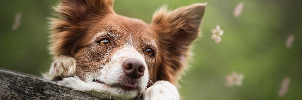 Deska, Border collie, Tło, Rozmyte, Drewniana, Kwiatki, Płatki, Pies